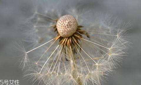 蒲公英泡茶可以放糖嗎？不要只看重味道