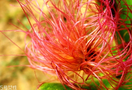 玉米須煮水孕婦可以喝嗎？原來(lái)好處這么多