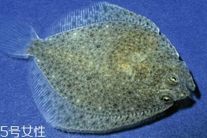多寶魚(yú)可以冷凍嗎 冷凍保存時(shí)間更長(zhǎng) 多寶魚(yú)可以冷凍嗎 冷凍保存時(shí)間更長(zhǎng)