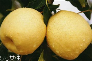 梨子是熱性還是涼性水果？腸胃不好不能吃梨