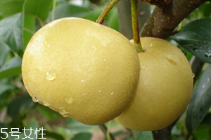 梨子能天天吃嗎？吃梨的注意事項
