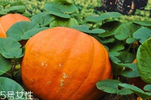 凍了的南瓜可以吃嗎？