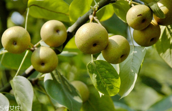 梨子為什么不能分開吃？梨是清火的