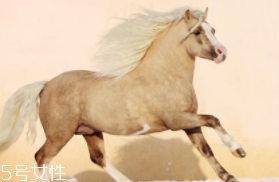 馬油是萬(wàn)能的嗎？接近人體脂肪也并不萬(wàn)能