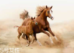 馬油是萬(wàn)能的嗎？接近人體脂肪也并不萬(wàn)能