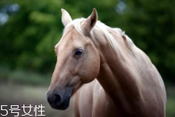 馬油是萬(wàn)能的嗎？接近人體脂肪也并不萬(wàn)能