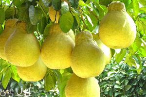 梨子能放冰箱多久？梨子的食用價值