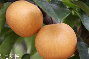 梨子里面發(fā)黑還能吃嗎？影響梨子的保存時間