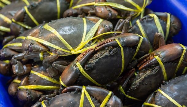 被螃蟹夾出血了怎么辦 如何正確處理傷口 被螃蟹夾出血了怎么辦 如何正確處理傷口