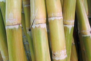 甘蔗吃多了對牙齒好嗎？有可能損傷牙齒