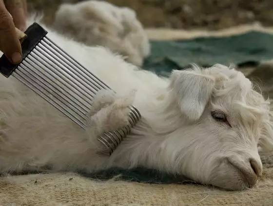 羊毛和羊絨的區(qū)別有哪些 一秒讓你分清羊毛和羊絨 羊毛和羊絨的區(qū)別有哪些 一秒讓你分清羊毛和羊絨