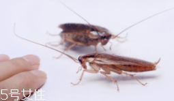 蟑螂究竟有多臟？傳播蛔蟲卵等多種病菌