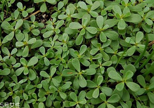 馬齒莧可以治拉肚子嗎 馬齒莧好處多多 馬齒莧可以治拉肚子嗎 馬齒莧好處多多