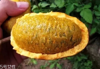 牛卵坨籽可以吃嗎？看看它的神奇功效