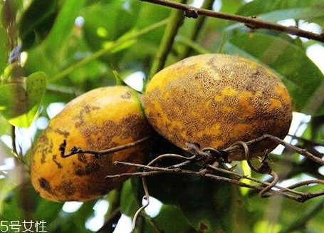 牛卵坨的營養(yǎng)價(jià)值 牛卵坨的功效作用