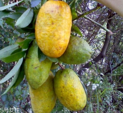 牛卵坨的營養(yǎng)價(jià)值 牛卵坨的功效作用