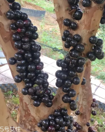 木葡萄的功效和作用 營養(yǎng)價值 木葡萄的功效和作用 營養(yǎng)價值