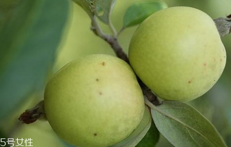 多依果多少錢一斤？