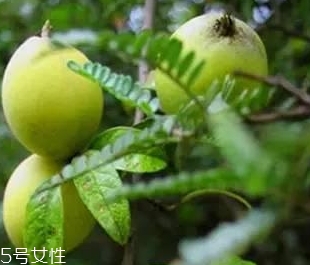 多依果多少錢一斤？