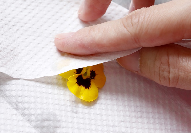 可以吃的花有哪些圖片 好看又好吃 可以吃的花有哪些圖片 好看又好吃