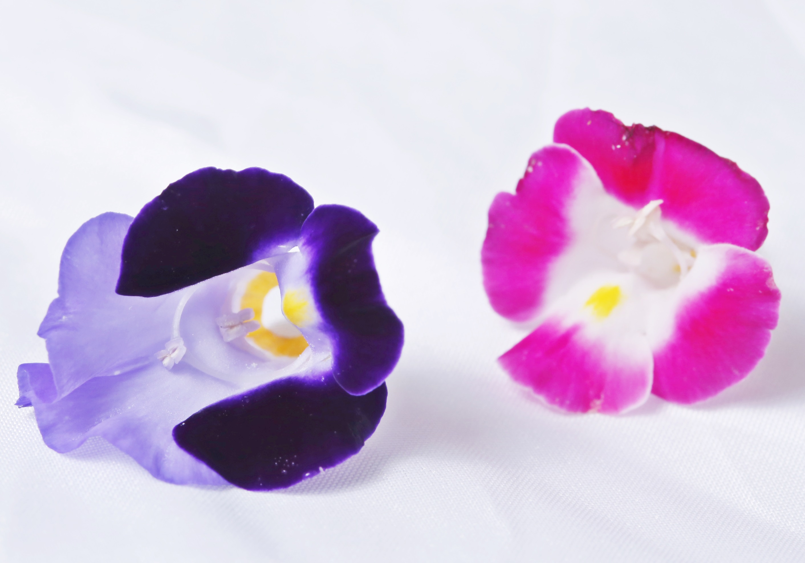 可以吃的花有哪些圖片 好看又好吃 可以吃的花有哪些圖片 好看又好吃