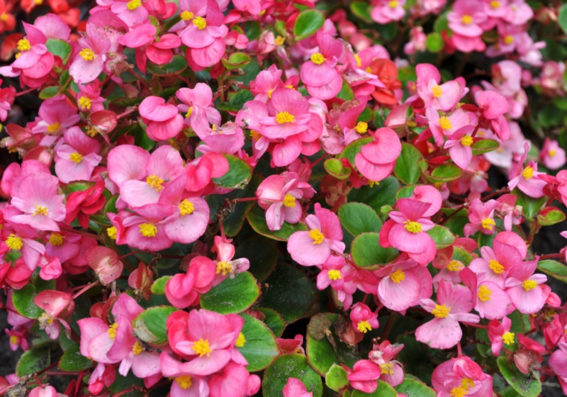 可以吃的花有哪些圖片 好看又好吃 可以吃的花有哪些圖片 好看又好吃