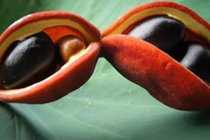 鳳眼果是什么樣子？鳳眼果的功效與作用