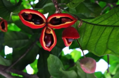 鳳眼果是什么樣子？鳳眼果的功效與作用