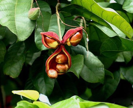 鳳眼果是什么樣子？鳳眼果的功效與作用