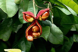 鳳眼果怎么吃？這些鳳眼果的做法一定要收藏