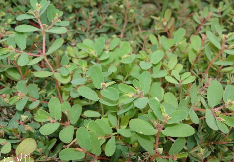 千根草怎么用 吃法推薦 千根草怎么用 吃法推薦