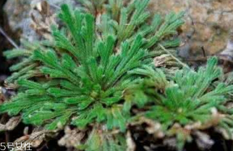 九死還魂草怎么養(yǎng) 水分充足才行 九死還魂草怎么養(yǎng) 水分充足才行