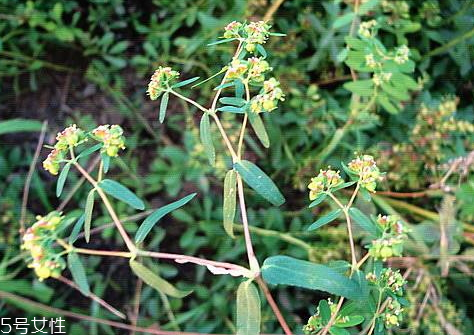 通奶草怎么做下奶 通奶草下奶食譜 通奶草怎么做下奶 通奶草下奶食譜