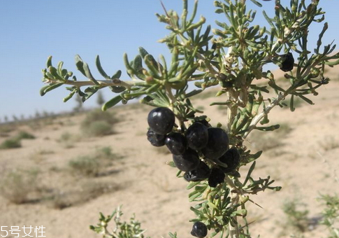 黑枸杞泡水后什么顏色 紫色漸變藍色 黑枸杞泡水后什么顏色 紫色漸變藍色