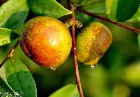 2018茶油多少錢(qián)一斤 茶油的最新價(jià)格行情 2018茶油多少錢(qián)一斤 茶油的最新價(jià)格行情