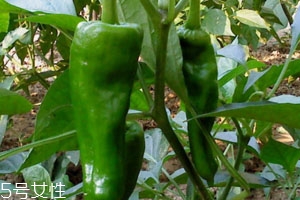 青椒是發(fā)物嗎 禁忌人群 青椒是發(fā)物嗎 禁忌人群