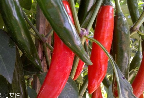 青椒變紅了還能吃嗎 可以食用 青椒變紅了還能吃嗎 可以食用