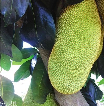 榴蓮蜜哪里能吃？哪里不能吃