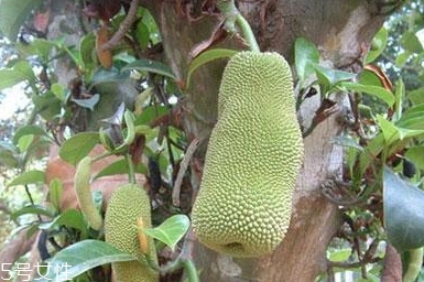 尖蜜拉是菠蘿蜜嗎？多少錢一斤