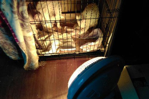 貓洗澡不讓吹毛怎么辦 幫貓咪無痛烘干法 貓洗澡不讓吹毛怎么辦 幫貓咪無痛烘干法