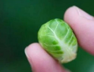 抱子甘藍(lán)可以生吃嗎？抱子甘藍(lán)沙拉更營(yíng)養(yǎng)