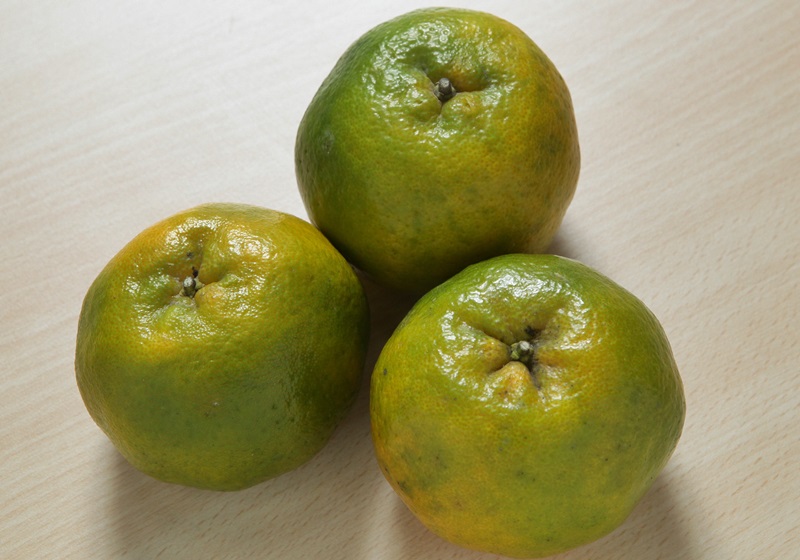 橘子怎么挑選甜的 多汁橘子怎么挑 橘子怎么挑選甜的 多汁橘子怎么挑