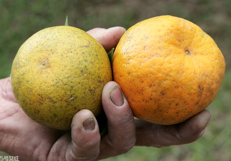 橘子有幾種種類 橙子的種類有哪些 橘子有幾種種類 橙子的種類有哪些