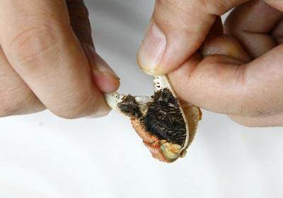 陽(yáng)澄湖大閘蟹怎么吃？食陽(yáng)澄湖大閘蟹注意事項(xiàng)