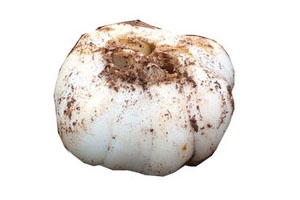 鮮百合怎么吃 食譜大全 鮮百合怎么吃 食譜大全