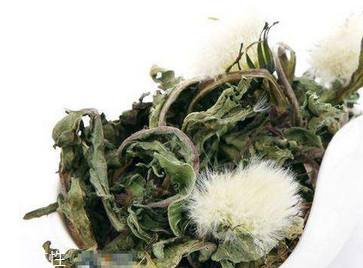 蒲公英茶怎么做？蒲公英茶做法超簡單