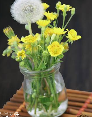 蒲公英茶怎么做？蒲公英茶做法超簡單