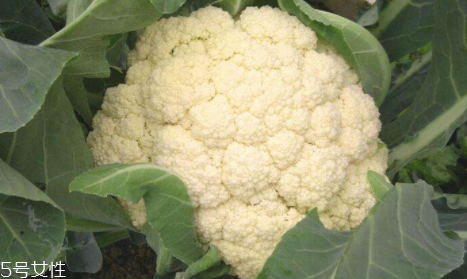 花椰菜吃的是什么部位？花苞部位最營養(yǎng)