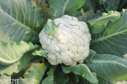 花椰菜吃的是什么部位？花苞部位最營養(yǎng)