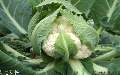 花菜怎么保存時(shí)間長(zhǎng)？這么做可以保存一周